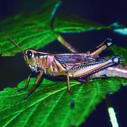 How to Keep Grasshoppers Off Leaves Naturally | Home Guides | SF Gate