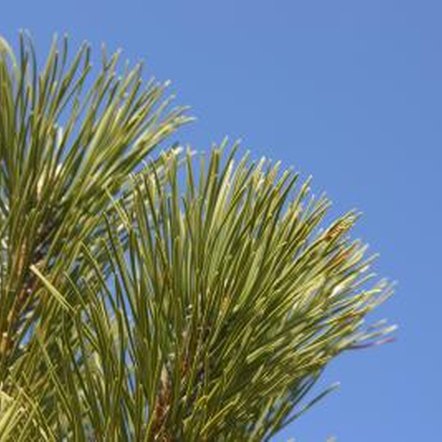 pine three needles cluster grow trees groups many