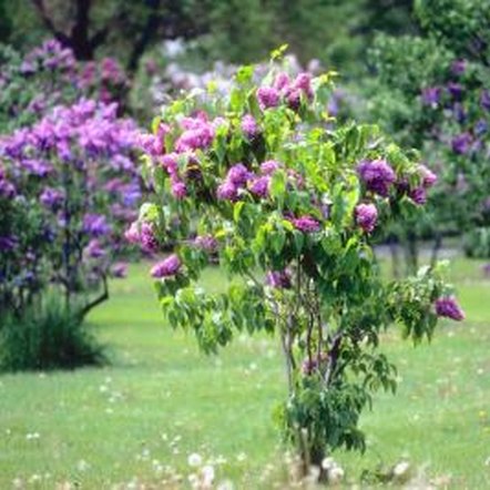 Vertical Growing Bushes 