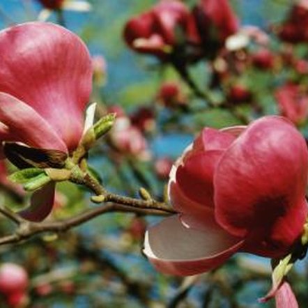 magnolia fertilize bush deciduous appear bushes bloom leaves spring before