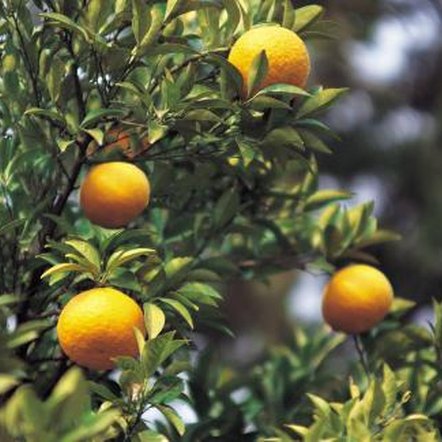 How To Grow Seedless Citrus Home Guides SF Gate