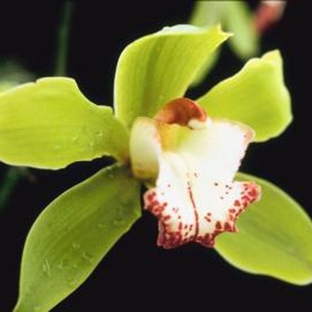what month should i start feeding the bloom fertilizer to my cymbidiums home guides sf gate what month should i start feeding the bloom fertilizer to my cymbidiums home guides sf gate