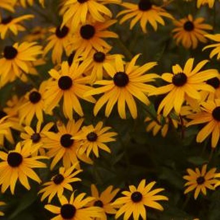 Types of Yellow Daisies With Black Centers | Home Guides | SF Gate