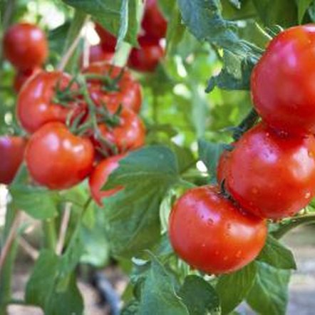 my tomatoes taste watery flavorless home guides sf gate my tomatoes taste watery flavorless home guides sf gate