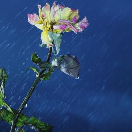 My Roses Are Turning Brown and Dropping | Home Guides | SF Gate