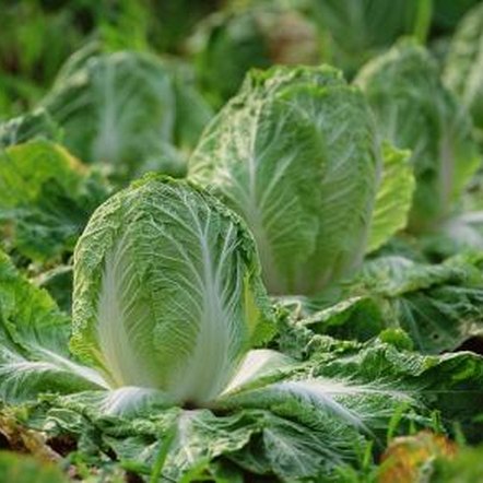 Signs of Too Little Nitrogen in a Vegetable Garden | Home ...