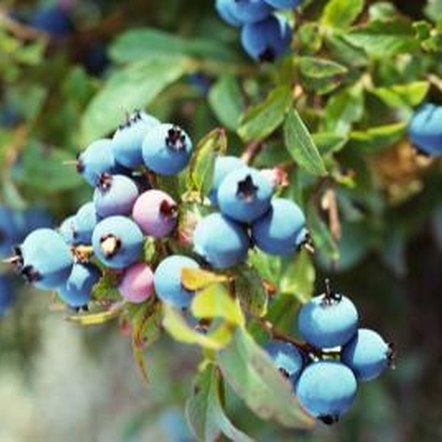 How Long To Blueberry Plants Mature 86