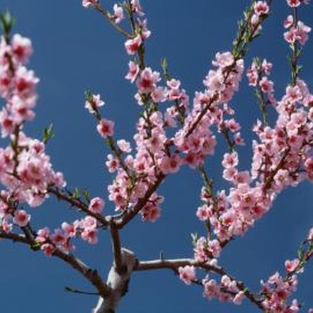 how to root from a cutting of a blossoming cherry tree how to root from a cutting of a blossoming cherry tree