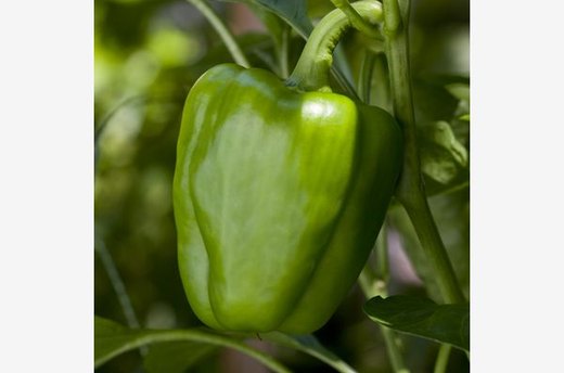 Picking Peppers Early Produces More