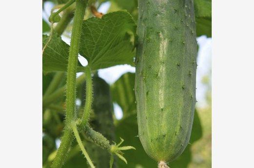 Cucumbers Keep Their Cool