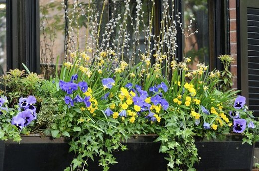 Install Window Boxes