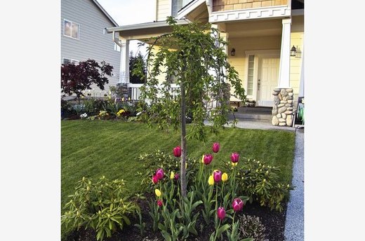 Add Trees or Planting Beds