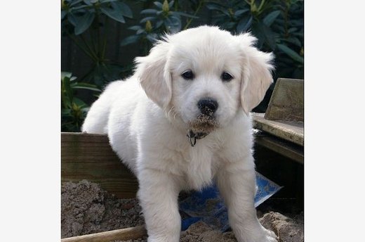 Clever Canine