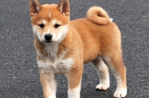 Playful Pup