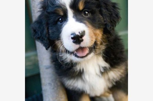 Gentle Giant