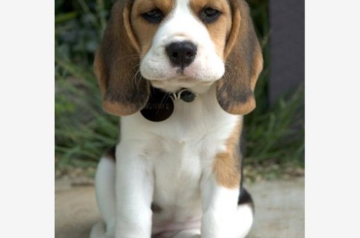 Cuddly Companion