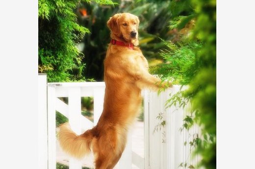 A Great Friend for an Active Family