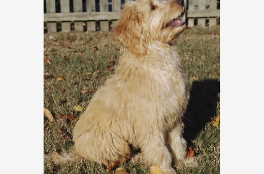 An Affectionate Mixed Breed