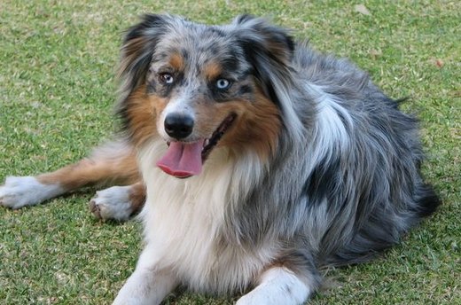 The Active Family Dog