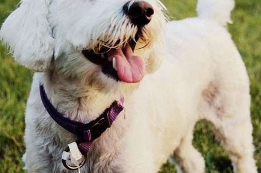 The Adorable Mixed Breed