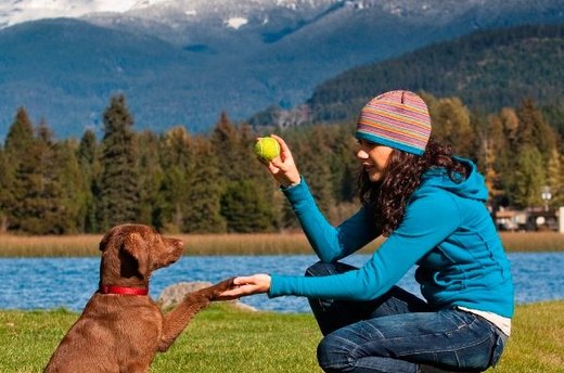 10 Best Dog Breeds for Families