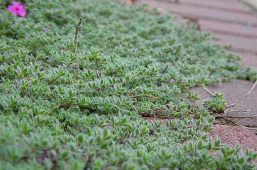 Woolly Thyme