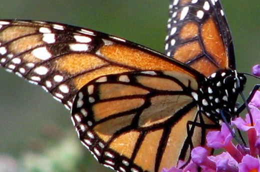 Butterfly Bush