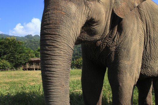Live With Elephants in Thailand