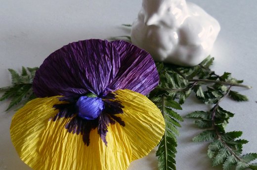 Pansy