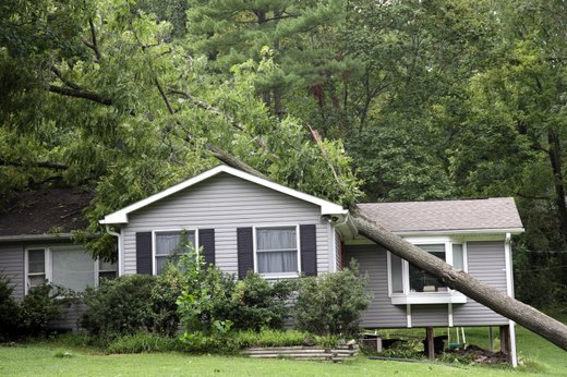 If a Tree Falls