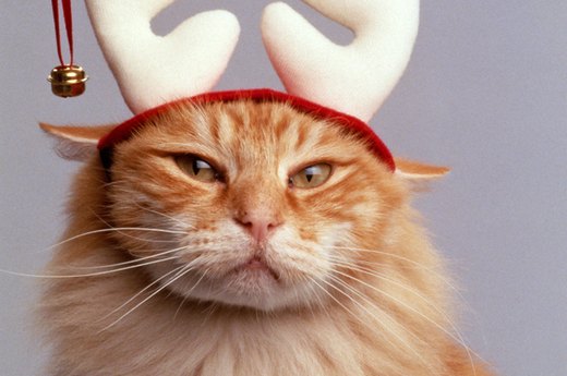 Furry Feline Festivities