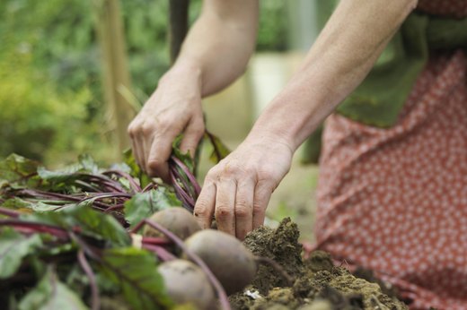 Beets