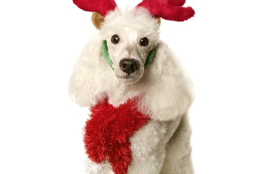 Reindeer Ruse