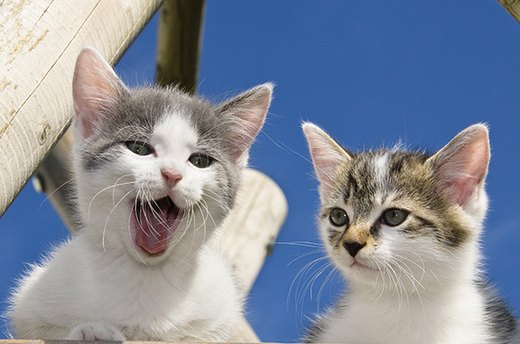 Smitten by Kittens? Learn the Care Basics
