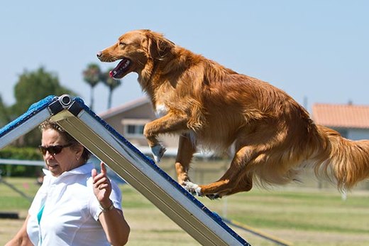 What Is Dog Agility?