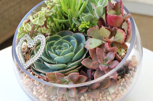 Caring for the Terrarium
