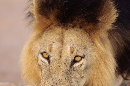 Go on Safari in Africa