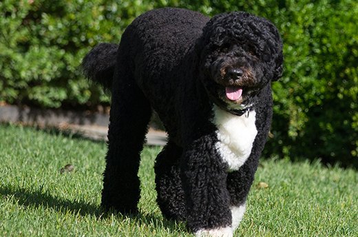 Bo, Barack Obama's Portuguese Water Dog