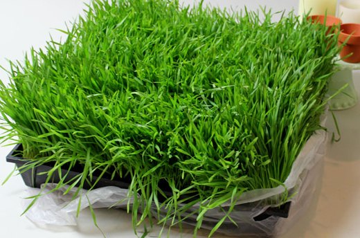 Where to Buy Wheatgrass