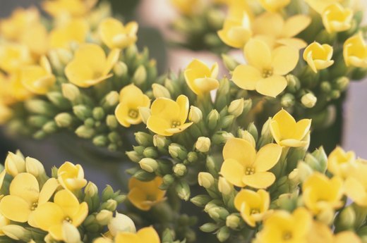 Kalanchoe