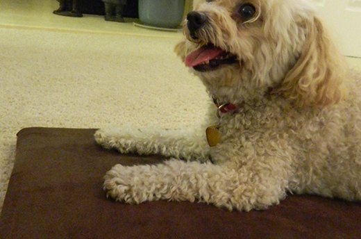 Thermo-Pet Mat