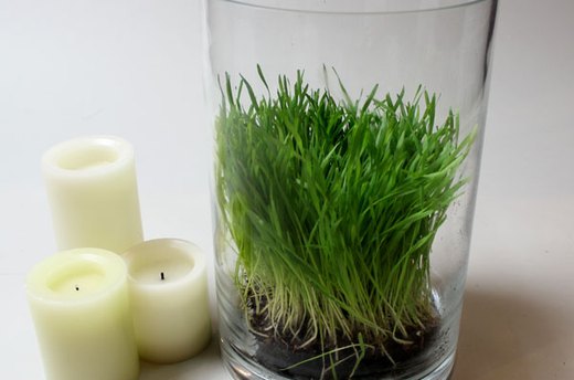 How to Make the Wheatgrass Hurricanes