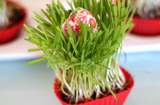 Idea #5: Wheatgrass Cupcakes