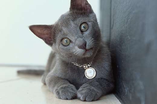 Microchips and Tags