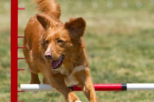 Benefits of Dog Agility