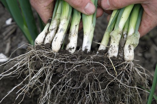 Scallions/Green Onion
