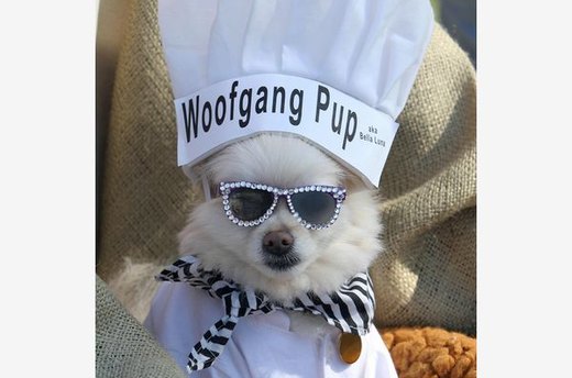 Top (Dog) Chef