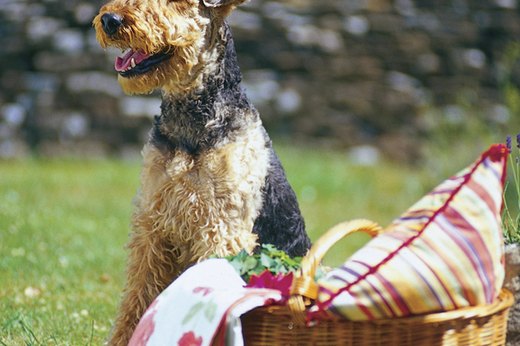 Plan a Picnic