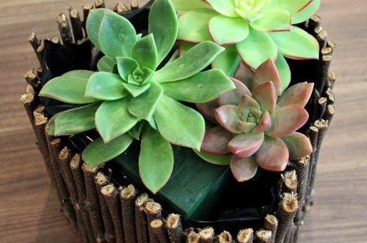 Arrange the Succulents