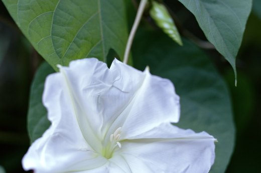 Moonflower